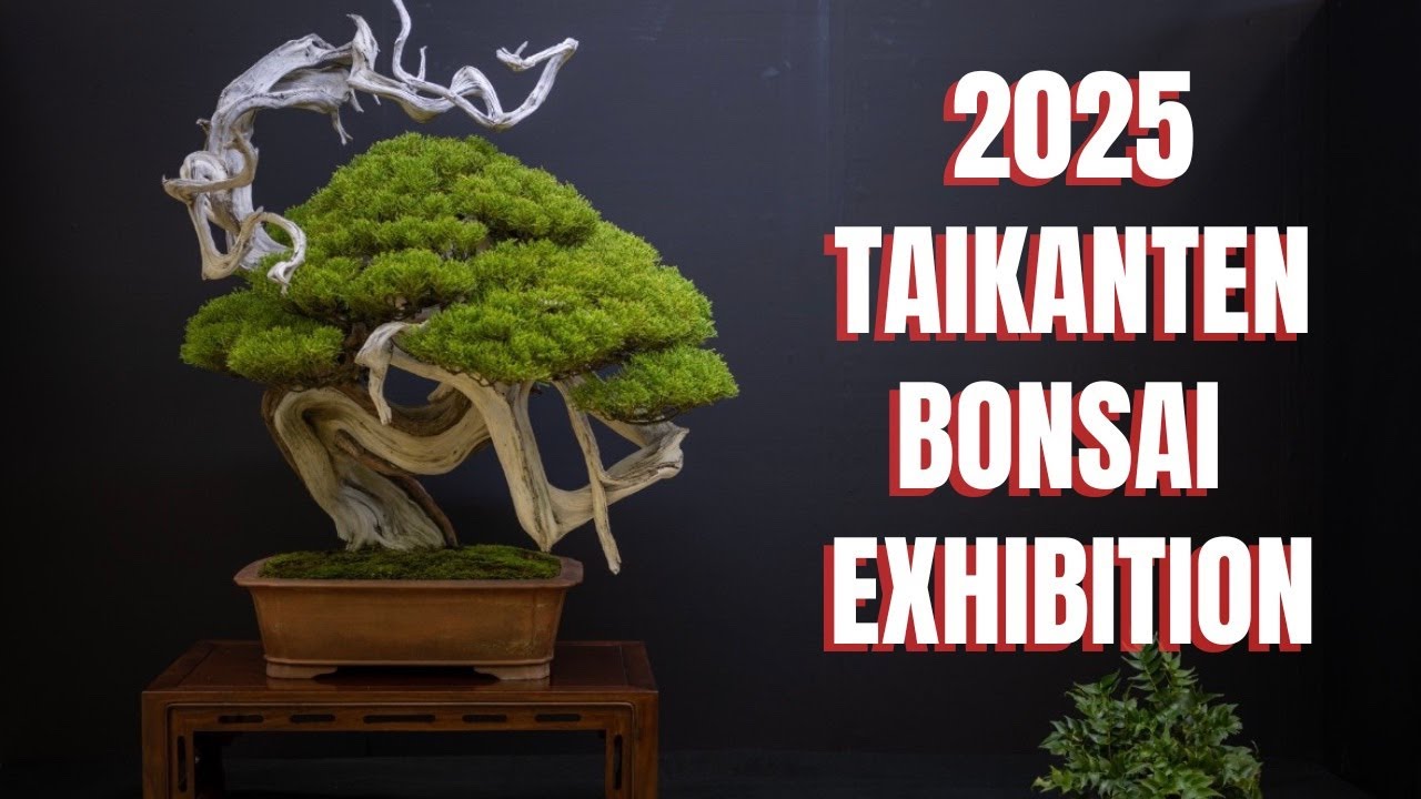 Taikanten Bonsai Exhibition 2025, Kyoto, Japan / 第45回 日本盆栽大観展