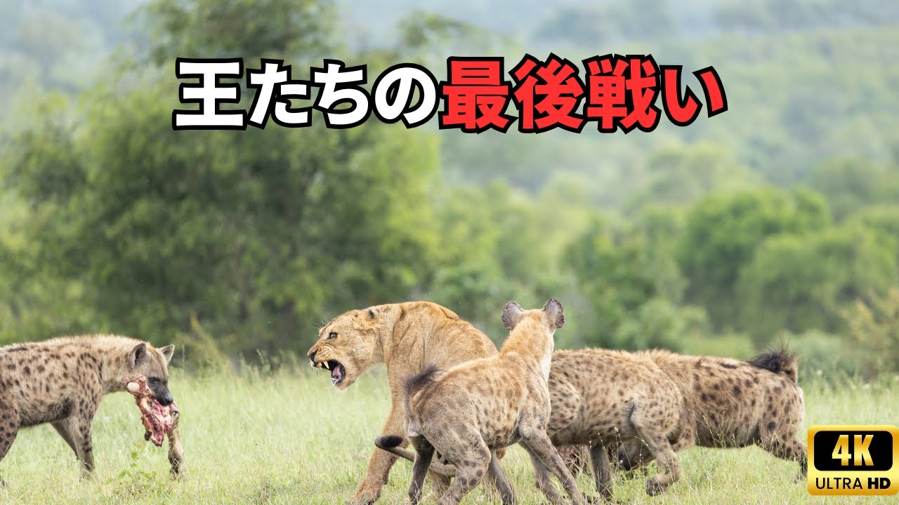 アフリカの野生 | 地球上で最も過酷な大移動 ①
