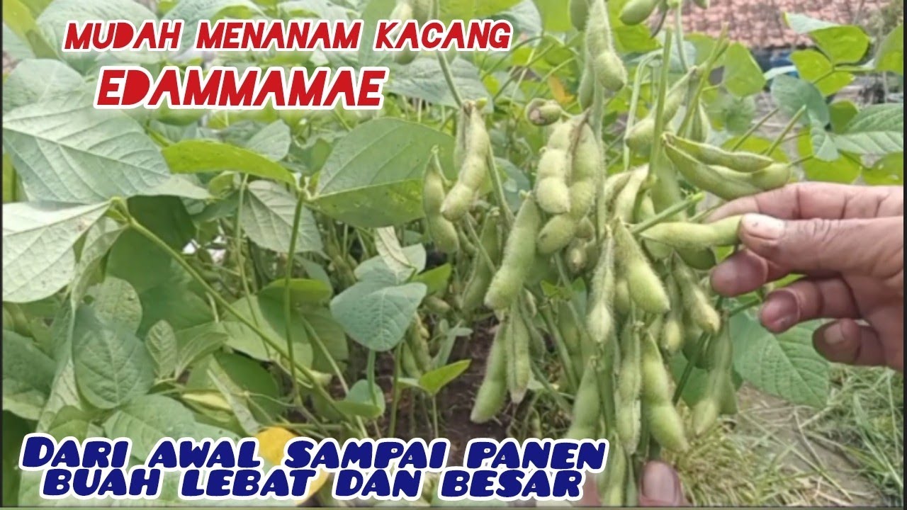 CARA MENANAM KACANG EDAMMAME DARI AWAL BIJI MENJADI BENIH LAGI