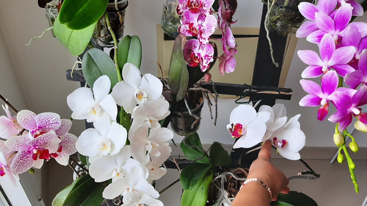 SERÁ QUE ACERTEI NO CULTIVO DE ORQUIDEAS!?