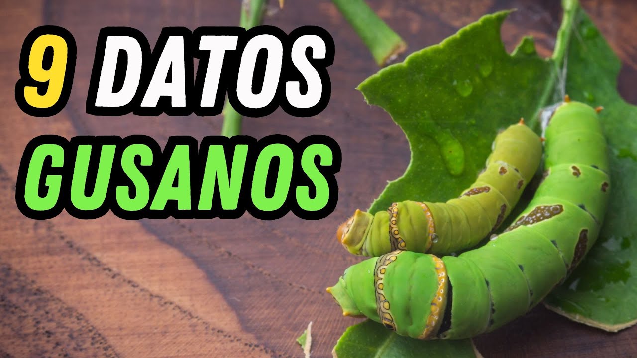 9 Datos Curiosos de los Gusanos - ¿Cuántas especies de gusanos existen?