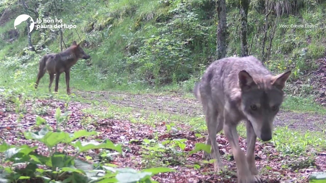 La fauna dell'Appennino Parmense - Raccoltone 2023 videotrappolaggio