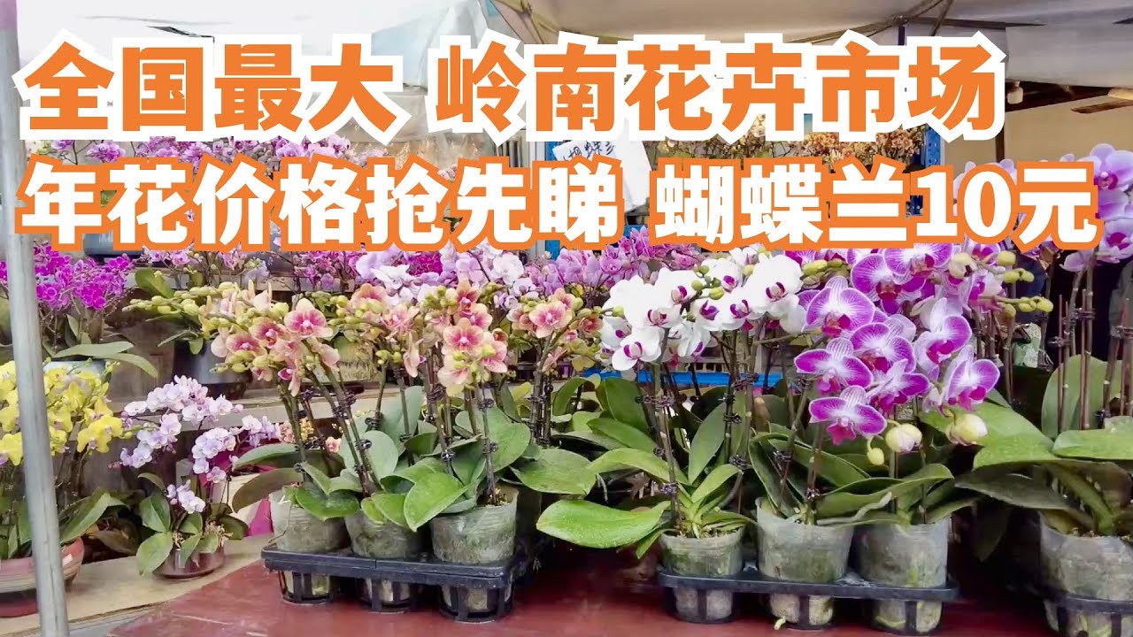 【广州漫步粤菜美食探店】蝴蝶兰10元！年花价格抢先睇！全国最大！！岭南花卉市场！！买花首选地！the largest flower market！！Canton Food Tour｜GuangZhou