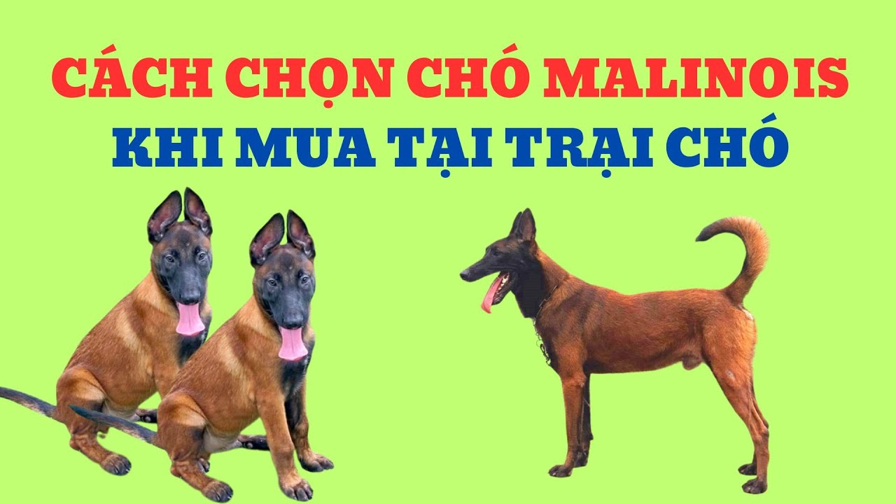 Cách Chọn Chó Malinois Khi Mua Tại Trại Chó / Bằng Đoàn TB