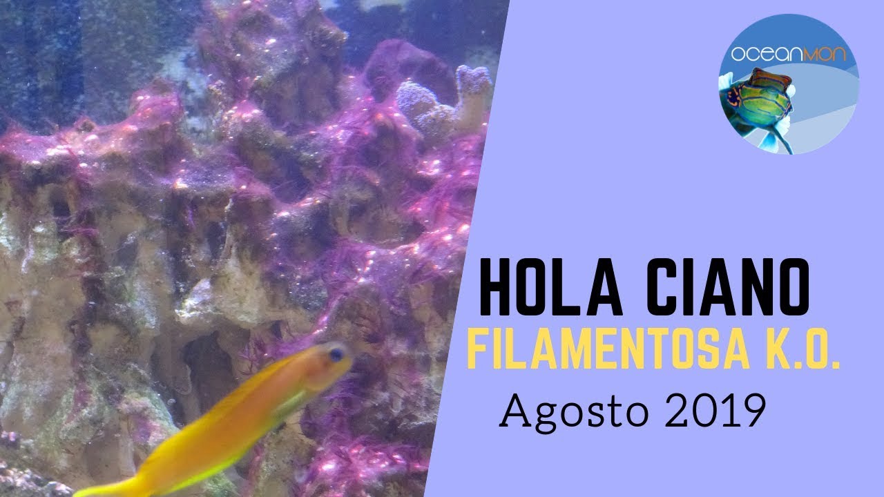 💦 Eliminamos filamentosa 💪 y aparece cianobacteria 😱|| OceanMon