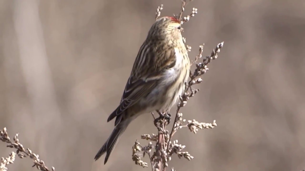 czeczotka (Acanthis flammea), Common Redpoll, Taigabirkenzeisig