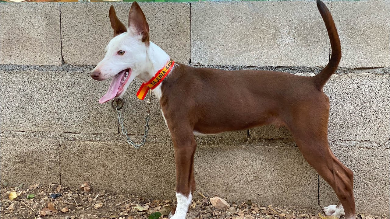‼️RETAMERO‼️Adiestramiento de cachorro en Picadero.PODENCO ANDALUZ DEL TAJUÑA