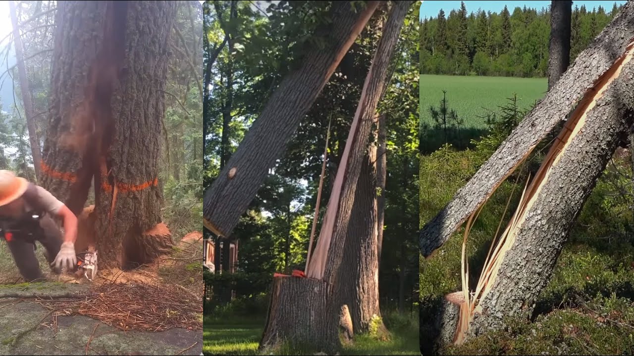 Очень опасное парикмахерское кресло! Несколько примеров с комментариями арбориста и мерами безопа...