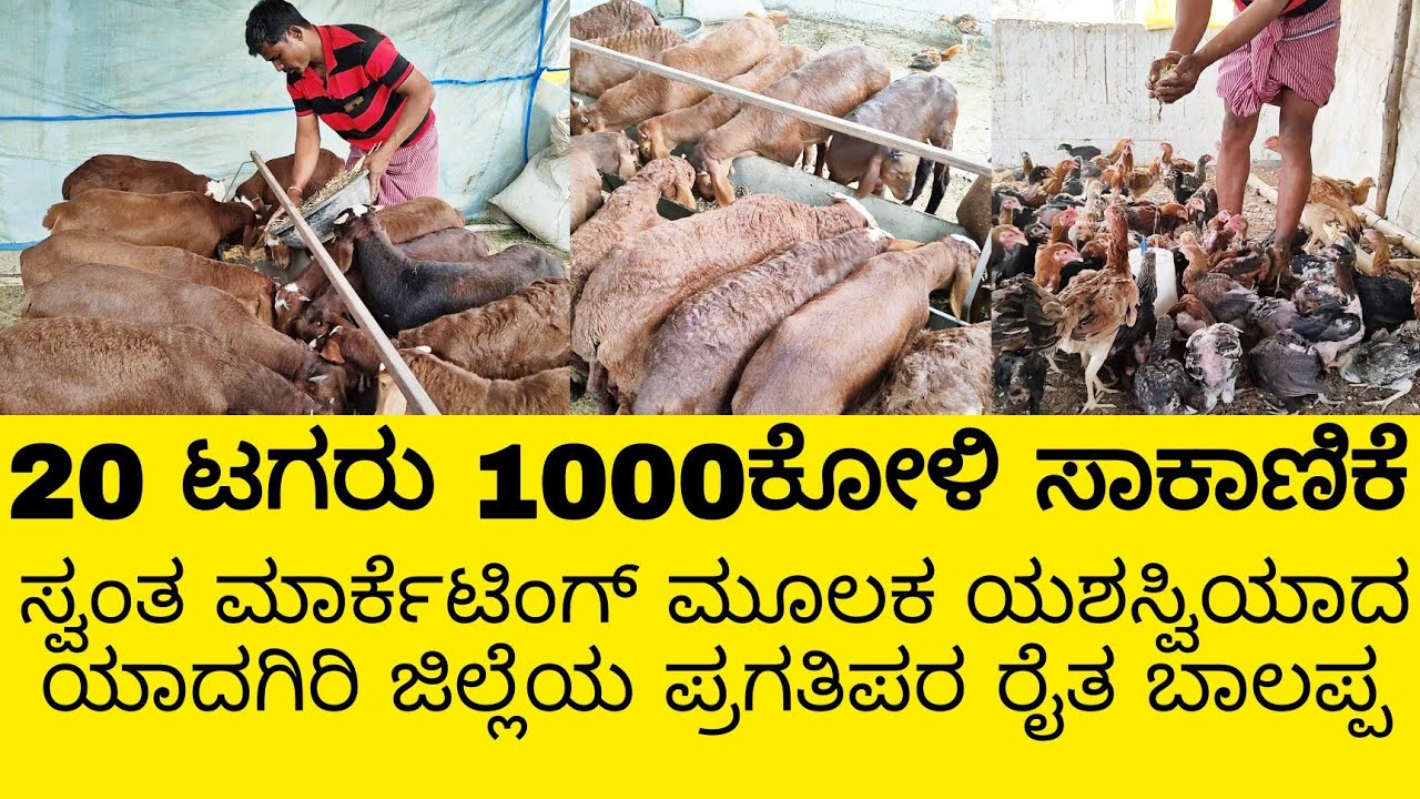 20 ಟಗರು 1000ಕೋಳಿ ಸಾಕಾಣಿಕೆ ಮಾಡಿ ಸ್ವಂತ ಮಾರ್ಕೆಟಿಂಗ್ ಮೂಲಕ ಯಶಸ್ವಿಯಾದ ಯಾದಗಿರಿ ಜಿಲ್ಲೆಯ ಬಾಲಪ್ಪ #tagarusakani