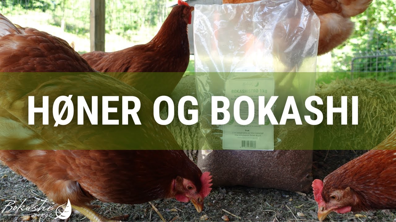 Bokashi og høner