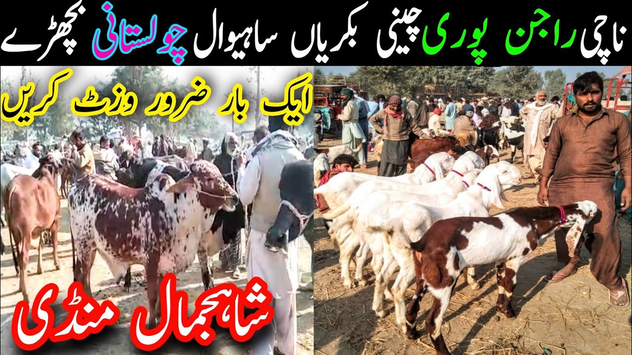 Shah Jamal Janwar Mandi Sahiwal Cholistani Bachre Makhi Cheni Goats || Global Village Farming