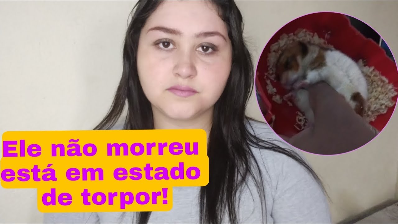 O que &eacute; estado de torpor?
