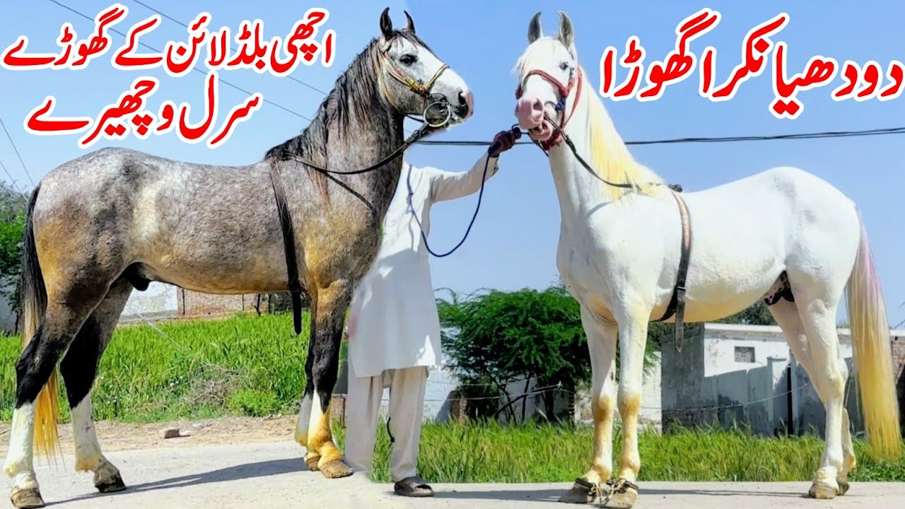 Horse For Sale In Punjab 🐎 2026 | Desi Horse Farm | Horse Market | Horse In Punjab 