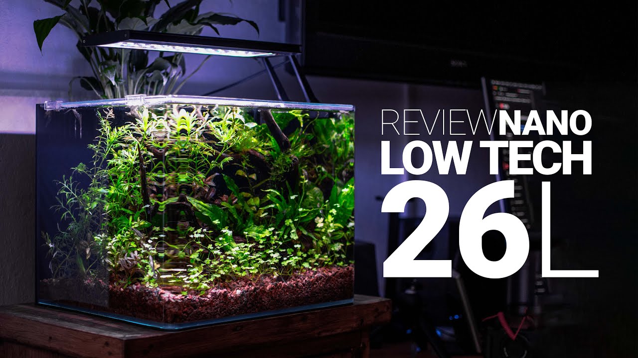 ACUARIO de 26L para Betta | Review después de 2 meses