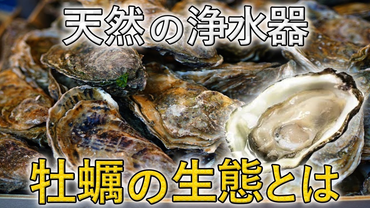 2億9500万年前より生存‼「牡蠣」の生態を解説