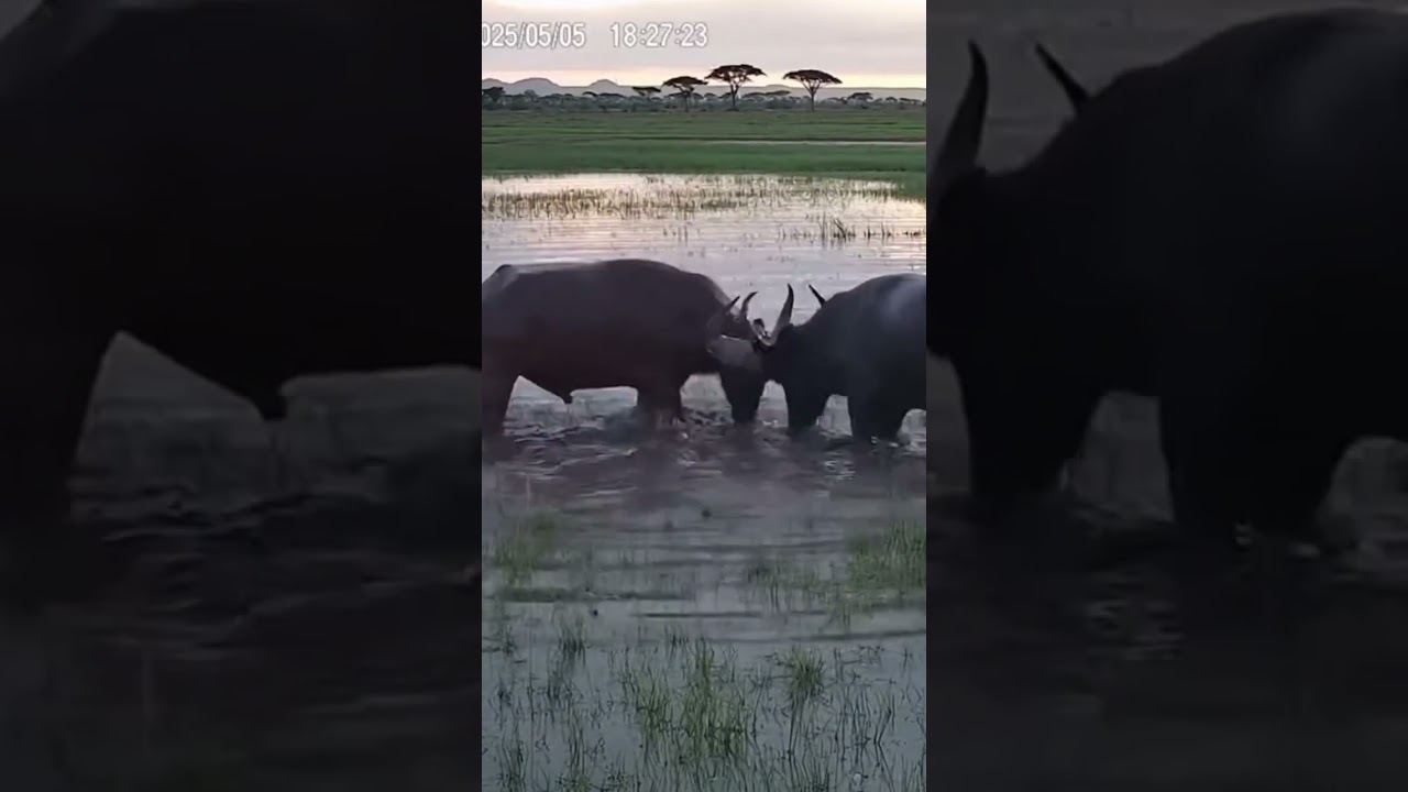 Two Buffaloes Clash: Battle of the Giants #buffalofight #wildlifeclash  #animalfight #buffalo