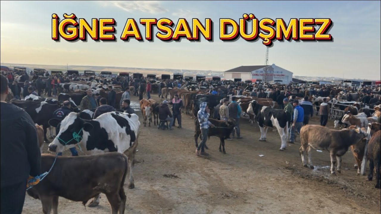 KIRŞEHİR HAYVAN PAZARI 19 EKİM SON FİYATLAR