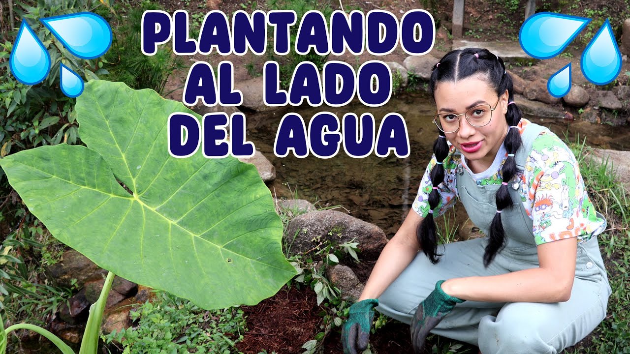 Sembrando plantas al borde de un nacimiento de agua │Candy Bu