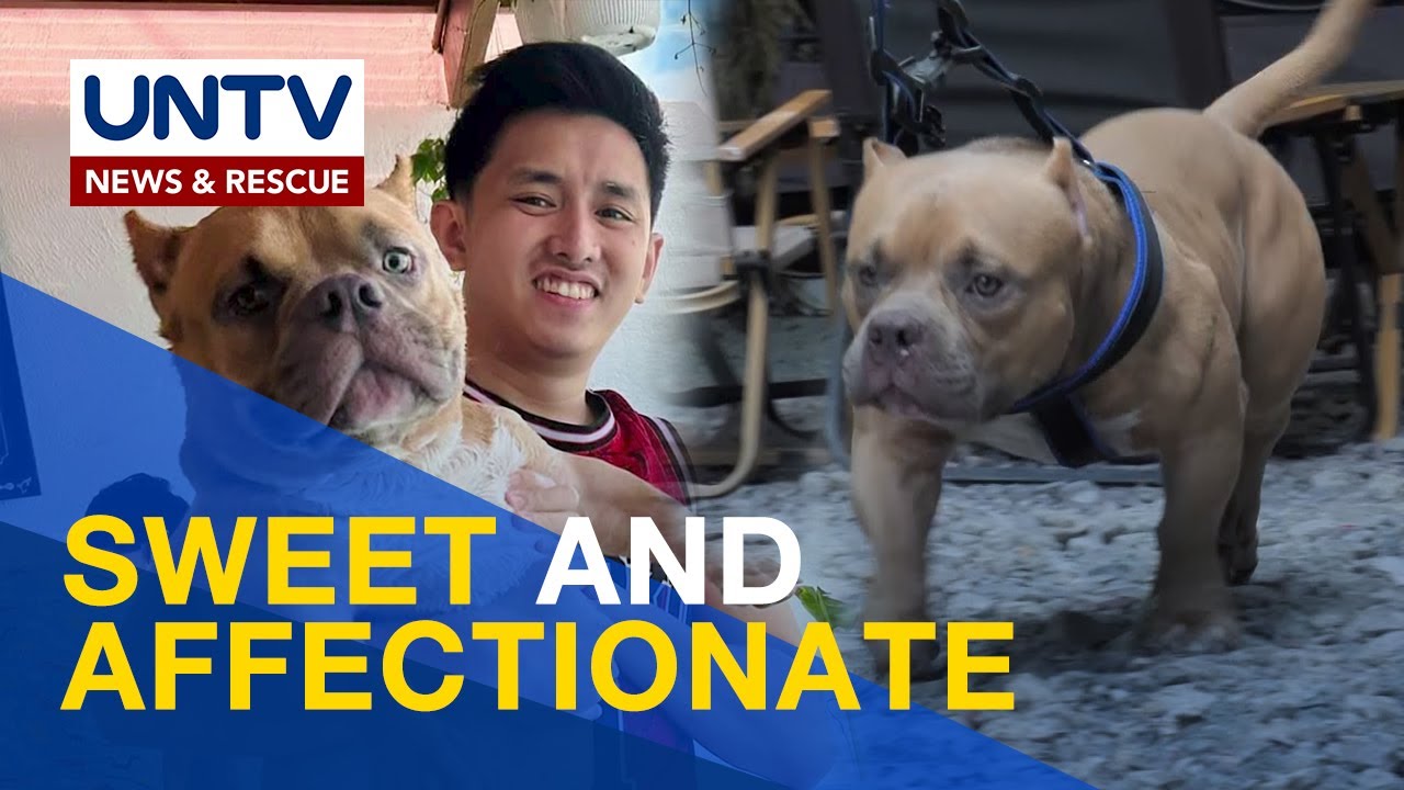 Gusto mo ba mag-alaga ng American Bully? Panoorin mo ito! | Pet Talk