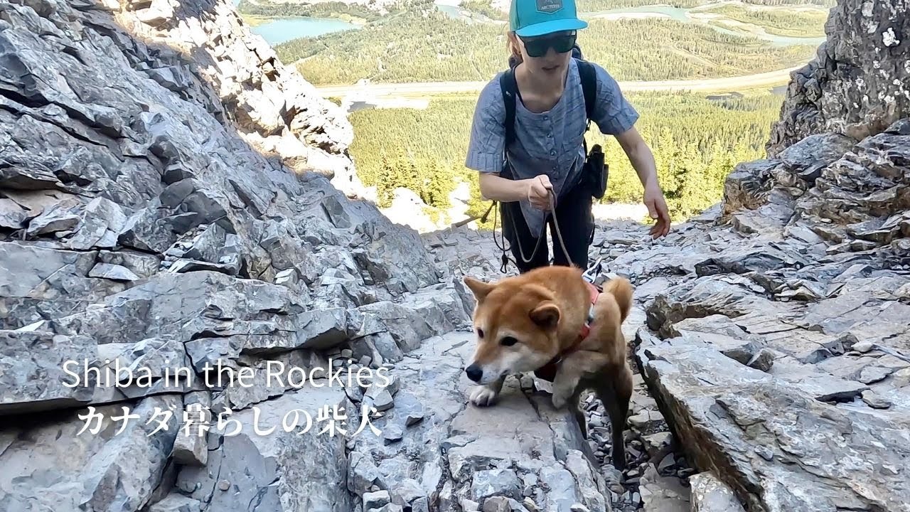 山頂を目指して岩壁をガツガツ登って行くカナダの登山犬がこちらです【4K】