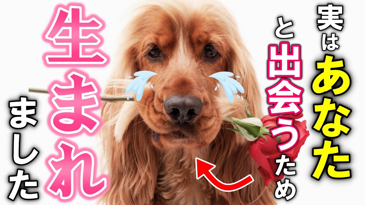 【感動】犬があなたを選んだ本当の理由
