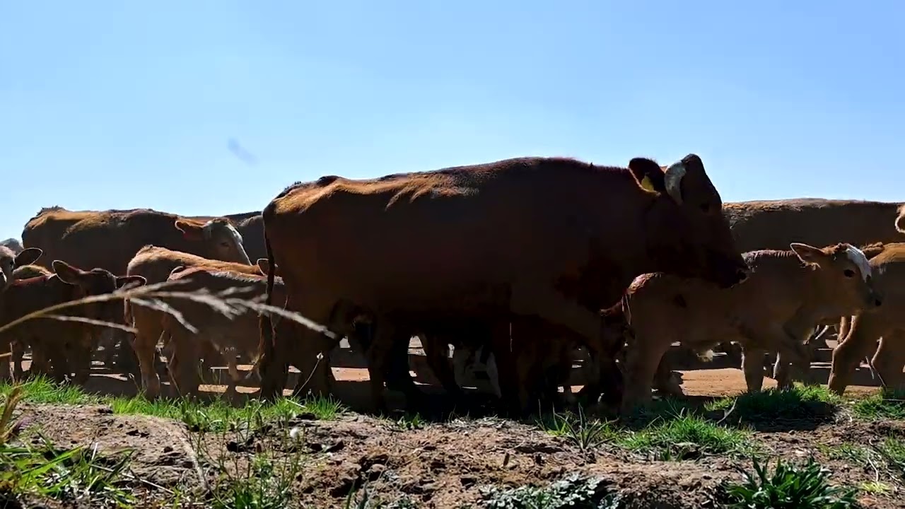 Beeste Skuif - 13 Oktober 2023