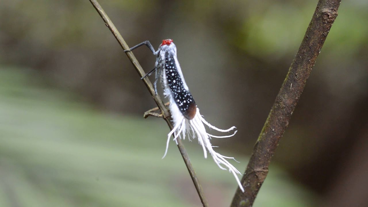 Wax tailed leafhopper (Pterodictya), Peru