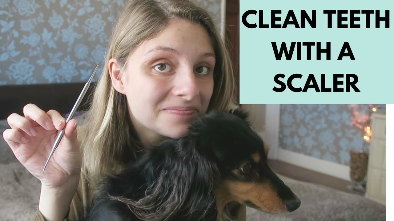 HOW TO CLEAN DOGS TEETH WITH SCALER - POSITIVE TRAINING
