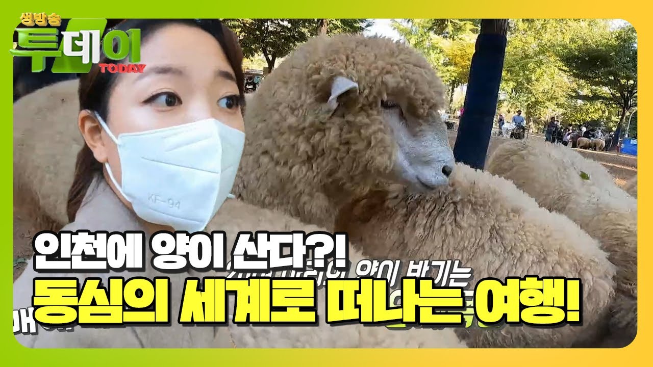 도심 속 초록 쉼터, 늘솔길 공원 &lsquo;양떼 목장&rsquo;ㅣ생방송 투데이(Live Today)ㅣSBS Story