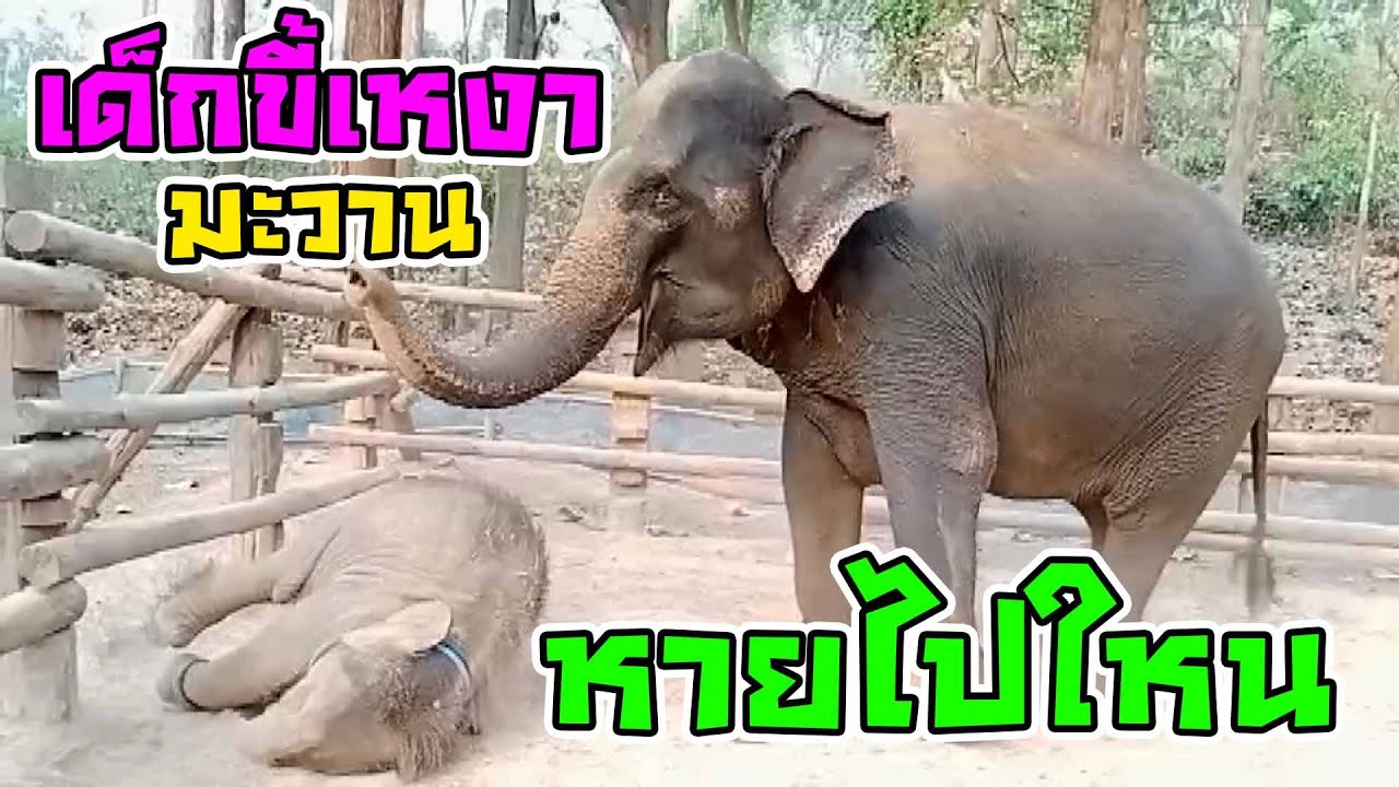 เด็กทำตัวเหงาๆมะวาน วันนี้เขากลับมาขี้ดื้อแล้วนะครับ แสบให้สุดหยุดก็แค่ตอนเหนื่อยเท่านั้นครับ