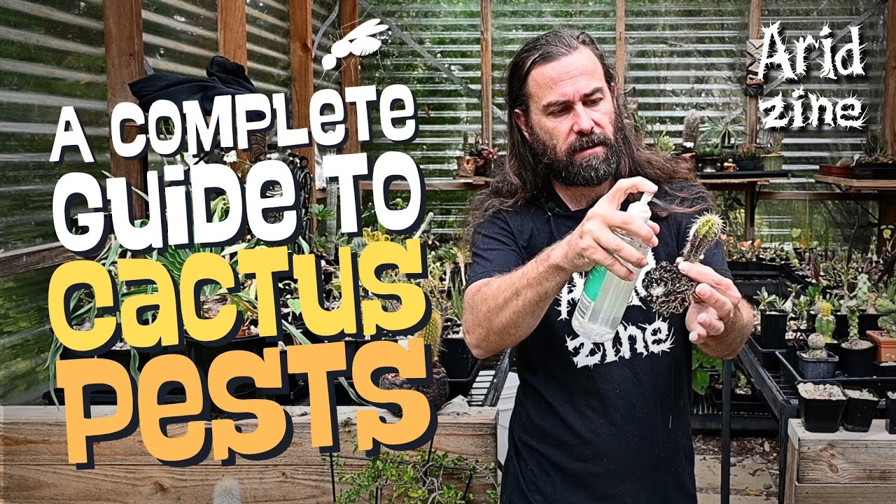 My battle-tested guide to cactus pests: mealybug, mites, scale and more