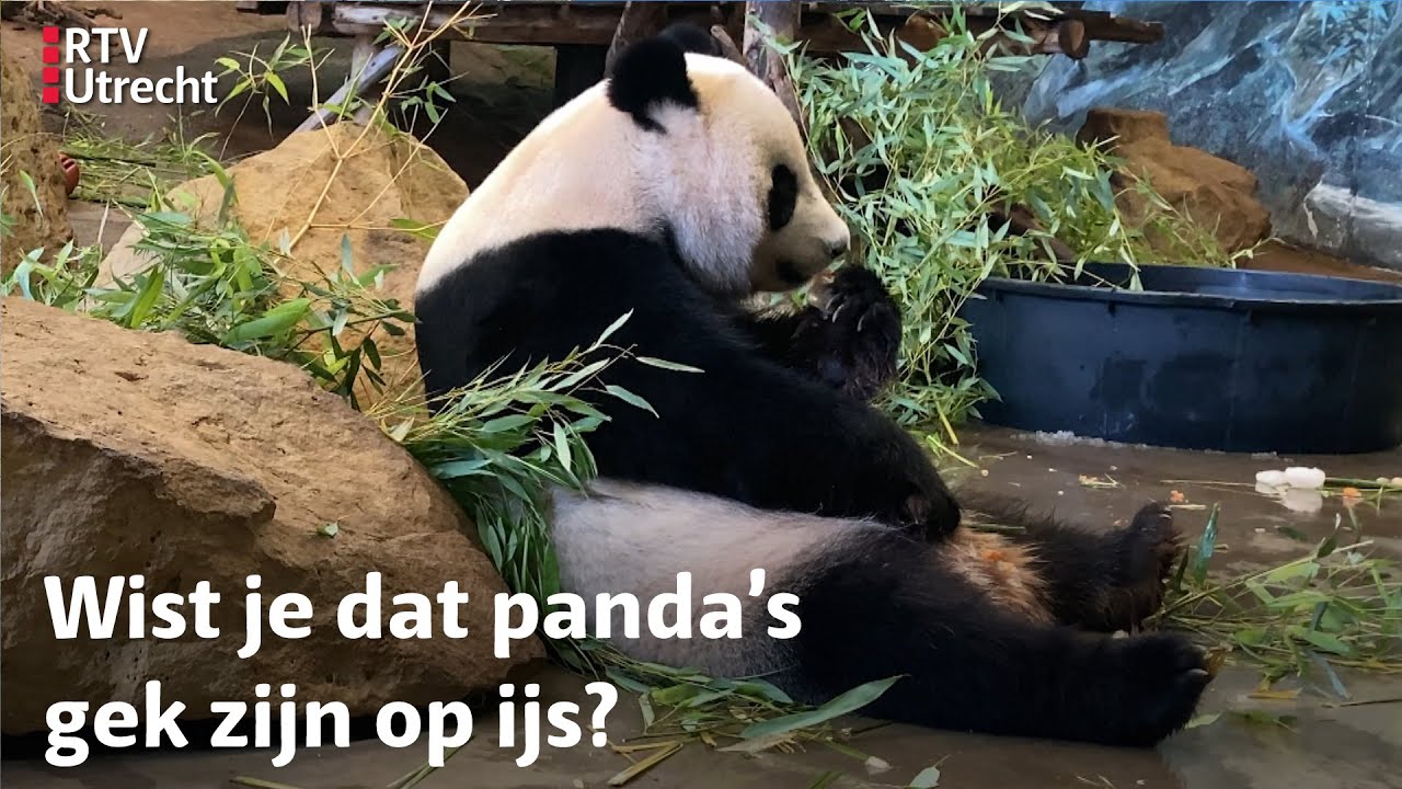 Zien: Panda's koelen af met ijsjes in Ouwehands Dierenpark Rhenen | RTV Utrecht