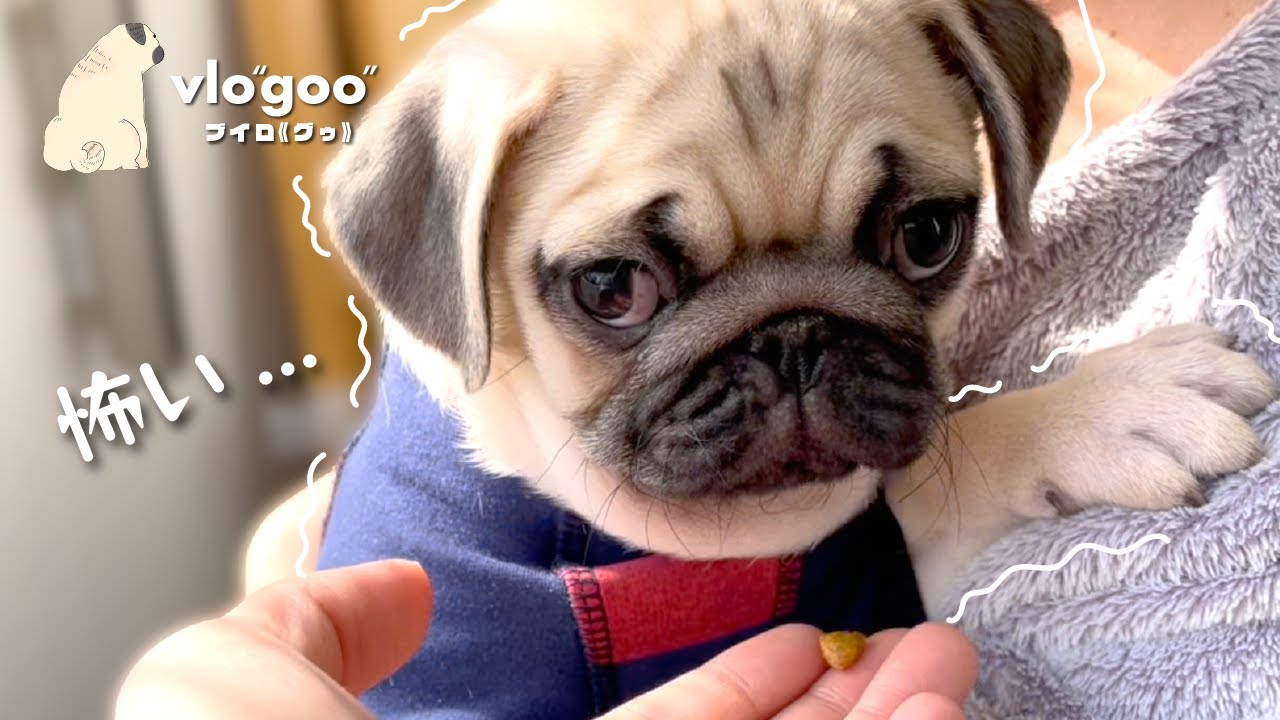 【0歳】初めてのお外にビビる赤ちゃんパグが可愛すぎる