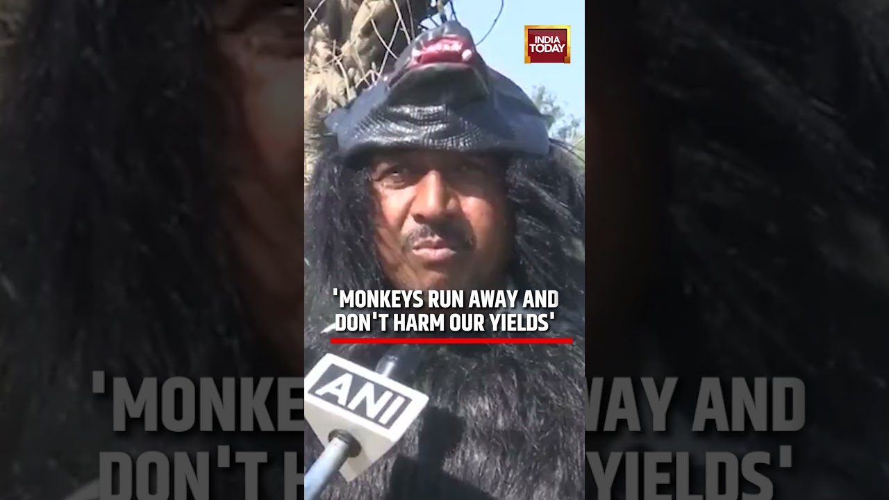 'Monkeys Run Away': Farmers Disguise as Bears in Uttar Pradesh's Sambhal | #shorts