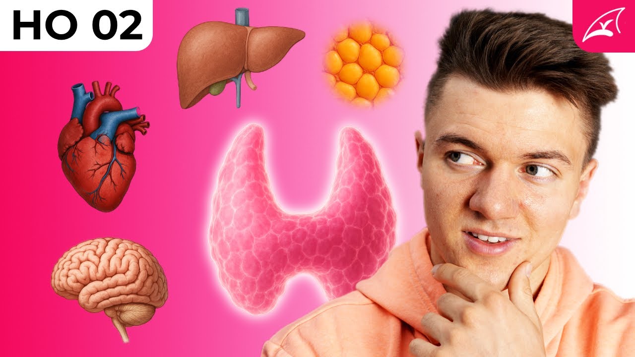 Die Wirkung der Schilddrüsenhormone auf unseren Körper - einfach erklärt! // Hypo- und Hyperthyreose
