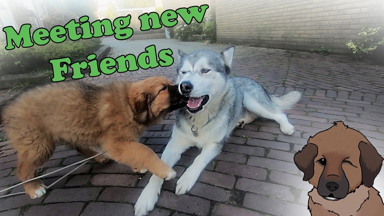 Puppy Meets a New Friend, Furry Adventures #4