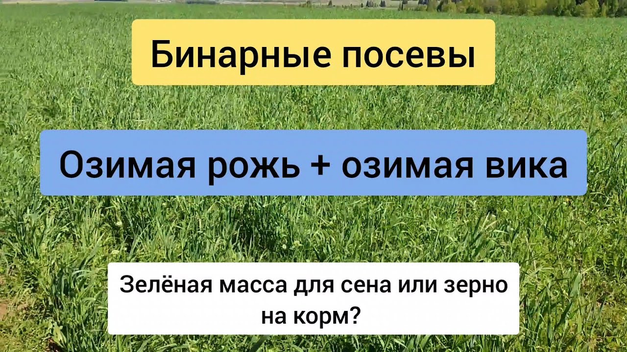 Озимая рожь + озимая вика. Ранняя зеленая масса.
