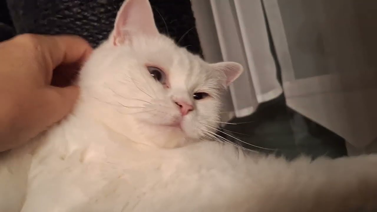 06.08.2025 - Isla & Ceilidh 💕