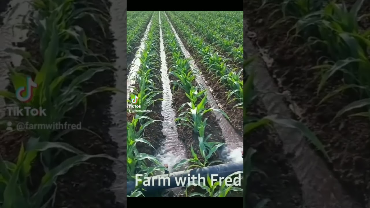 Furrow irrigation in maize farming