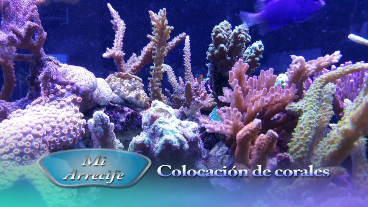 Colocación de los corales en el acuario de arrecife - Mi Arrecife