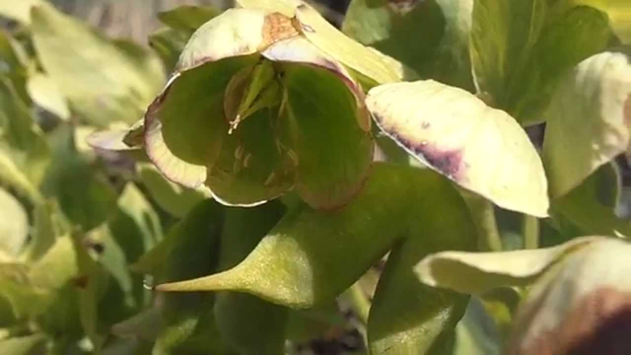 El&eacute;boro apestoso en floraci&oacute;n: Helleborus foetidus (www.riomoros.com)