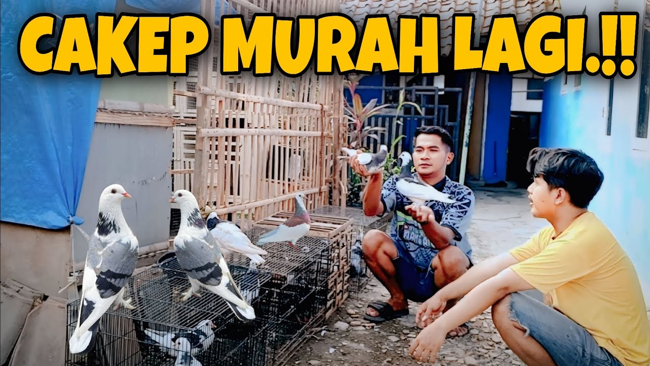GREBEK PENJUAL MERPATI BLANTONG MURAH - MANG ATUNG