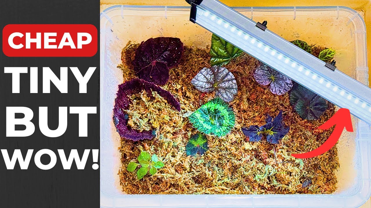 ДЕШЕВЫЙ, МАЛЕНЬКИЙ… НО ЯРКИЙ!