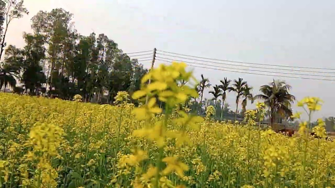 বাংলার প্রকৃতি 
