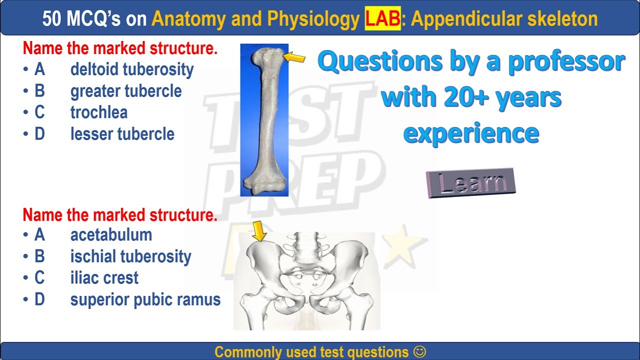 50 Appendicular skeleton practice questions by professor 