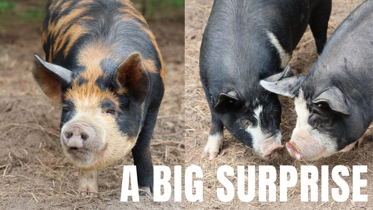 Bringing home our new Idaho Pasture Pig Boar | Another HUGE Surprise on the Farm