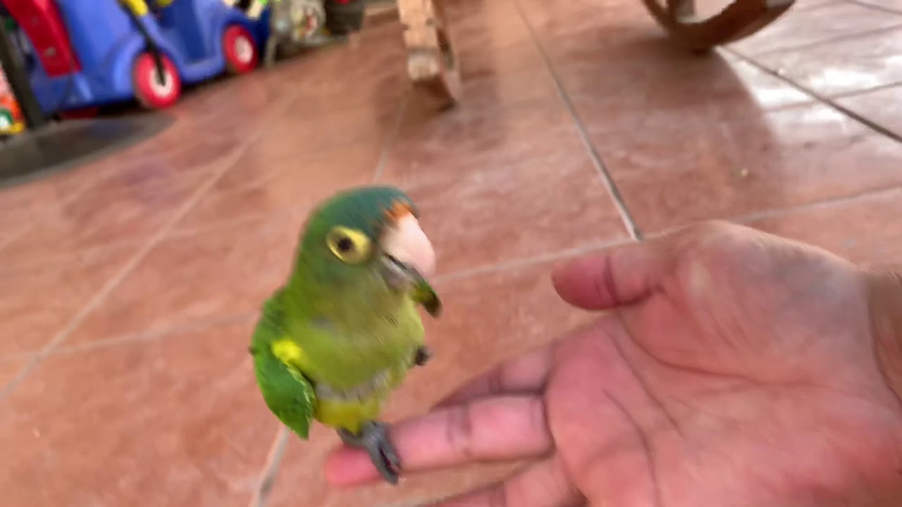 Mis loros y perico atolero