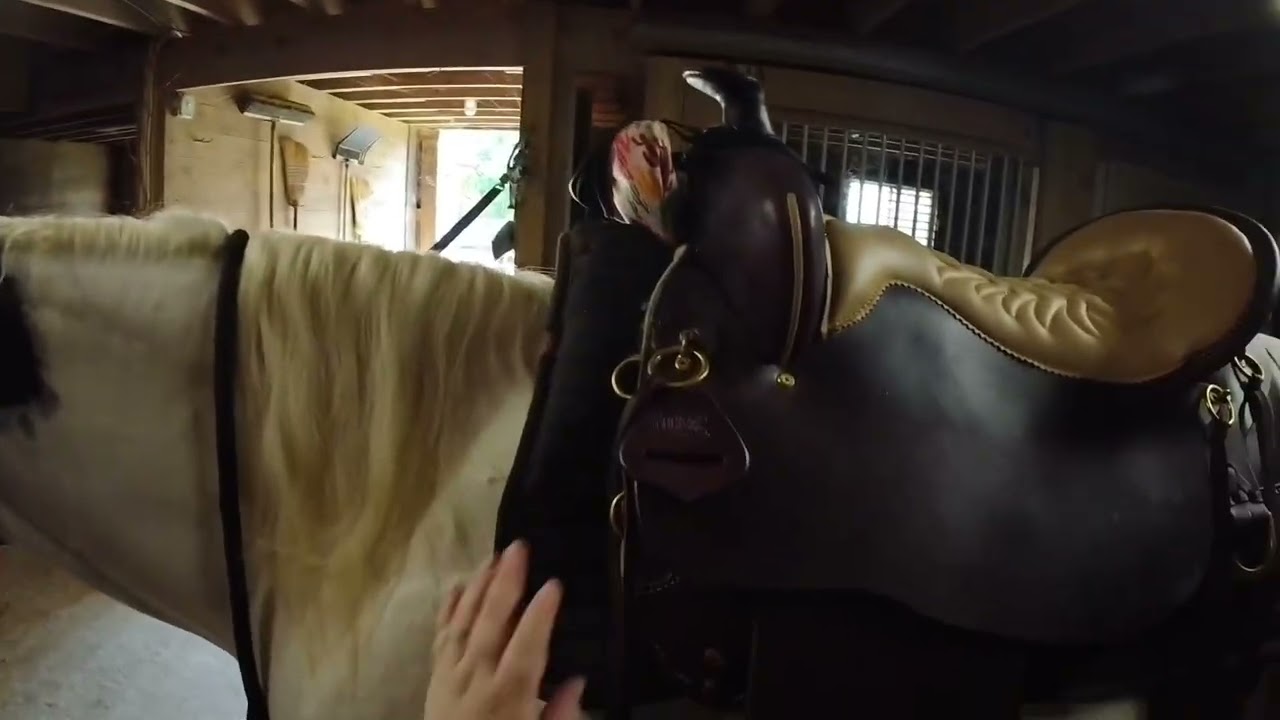 #pov #horse #trailriding part 1