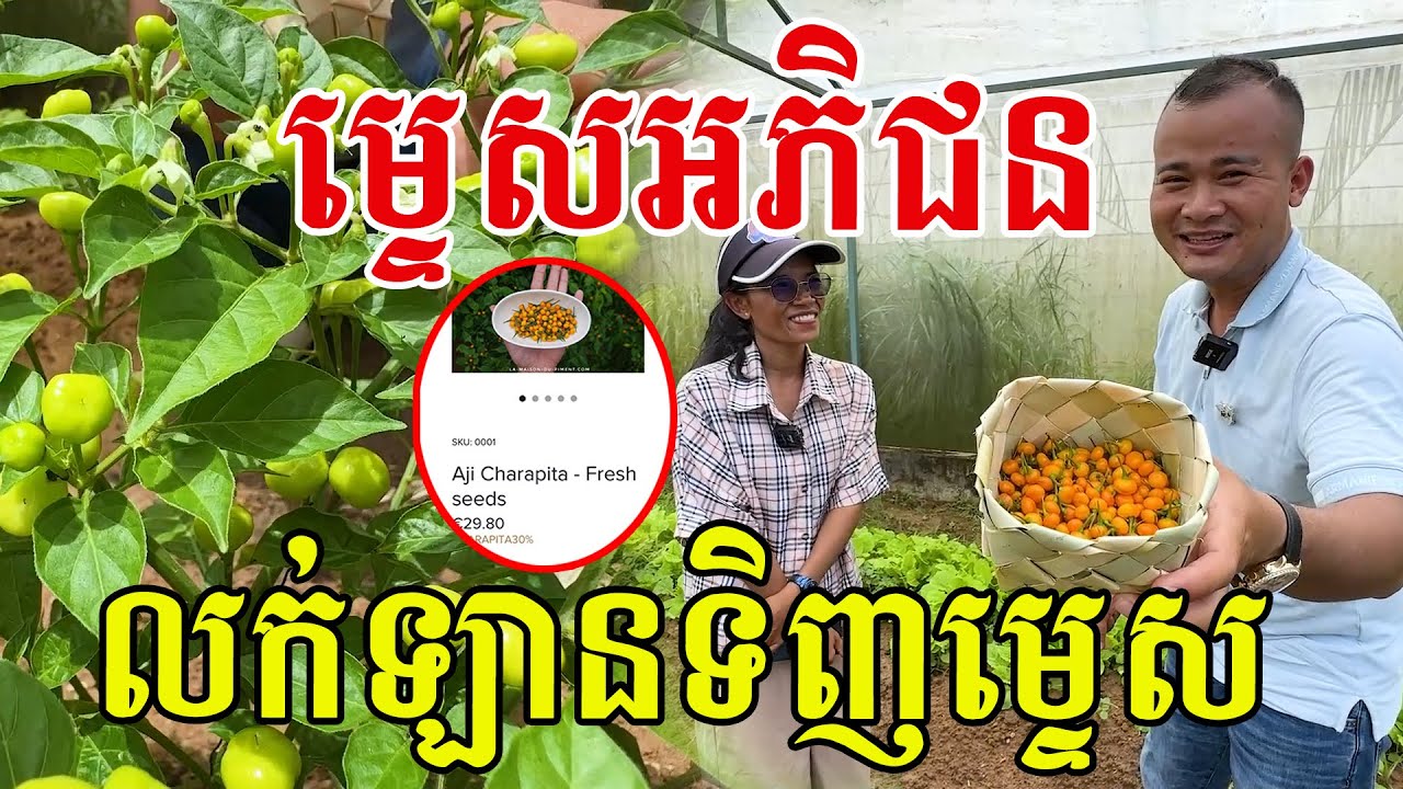 ម្ទេសអភិជន លក់ឡានទិញម្ទេស មាឌតូចតែខ្លឹម
