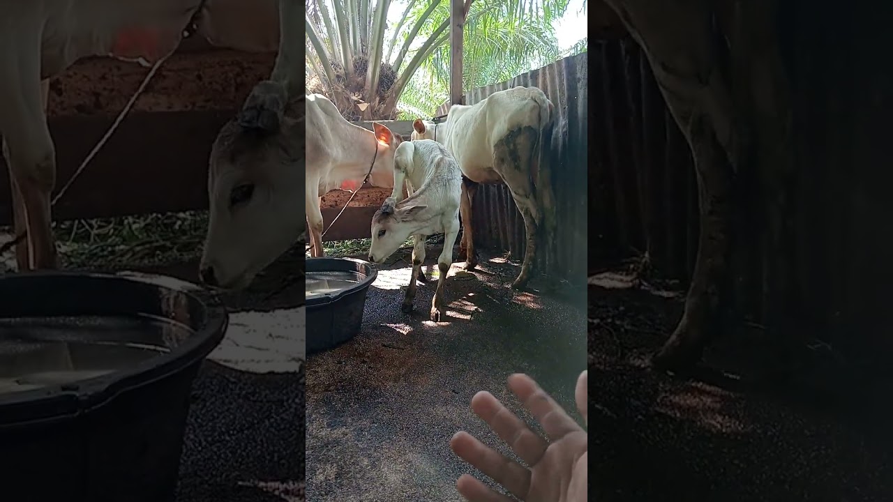 Cek isi kandang